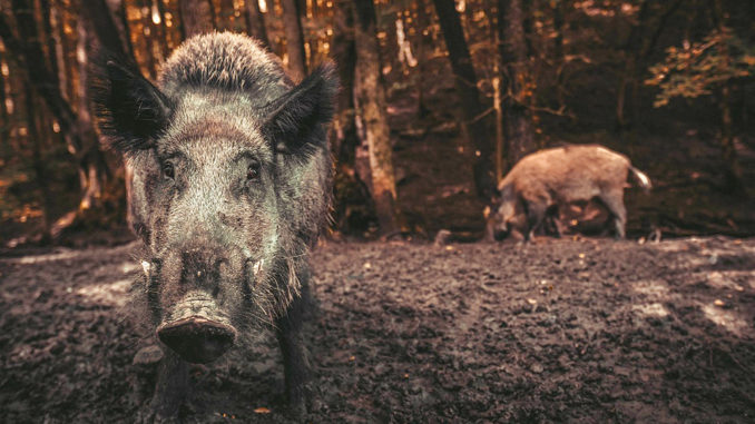 Wildschweine sind von der Afrikanischen Schweinepest betroffen. // Foto: pixabay.com