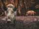 Wildschweine sind von der Afrikanischen Schweinepest betroffen. // Foto: pixabay.com